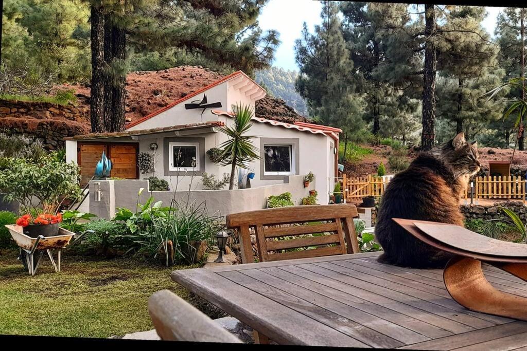 Casa Aguar: Acogedora Casa De Invitados En El Bosque Barrial Екстер'єр фото